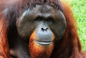 orang u